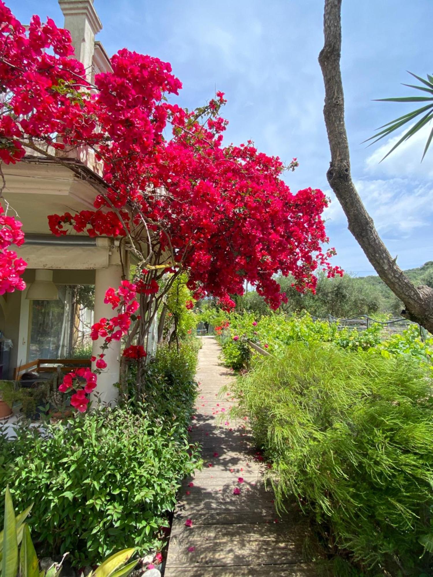 Kali Zoi -B&B Zakynthos Amoudi Luaran gambar